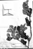 Aegiphila verticillata image