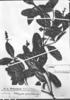 Citharexylum quercifolium image
