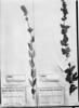 Salvia flocculosa image