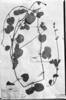 Salvia procurrens image