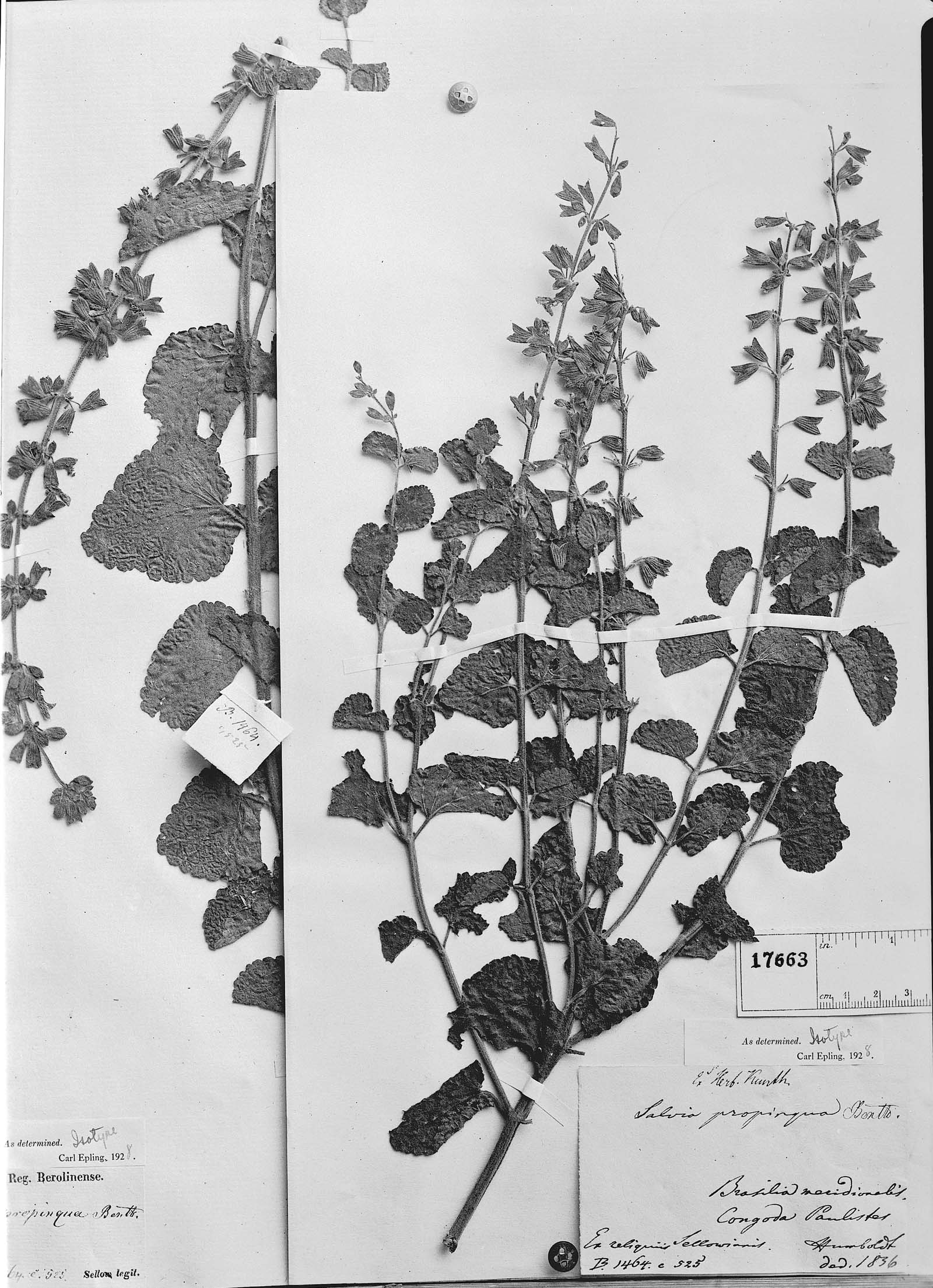 Salvia propinqua image