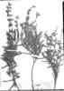 Salvia dentata image