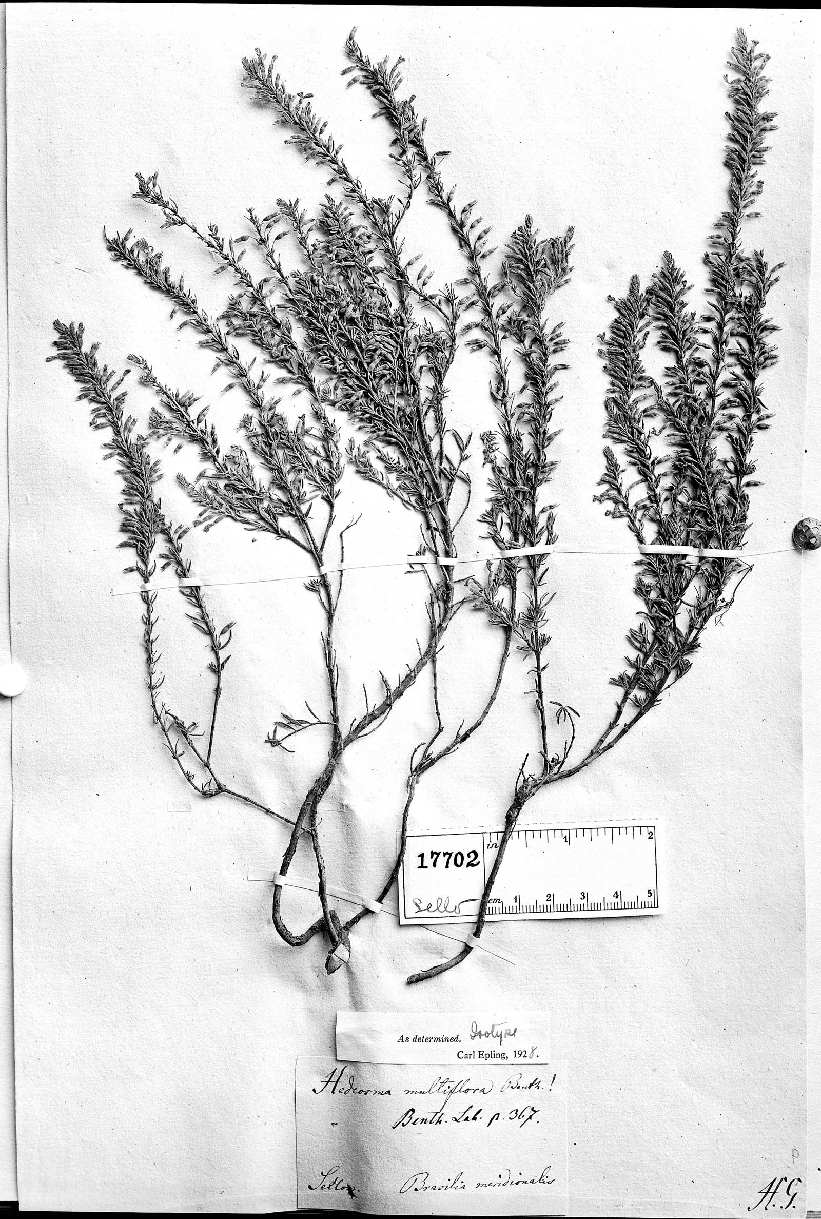 Hedeoma multiflora image