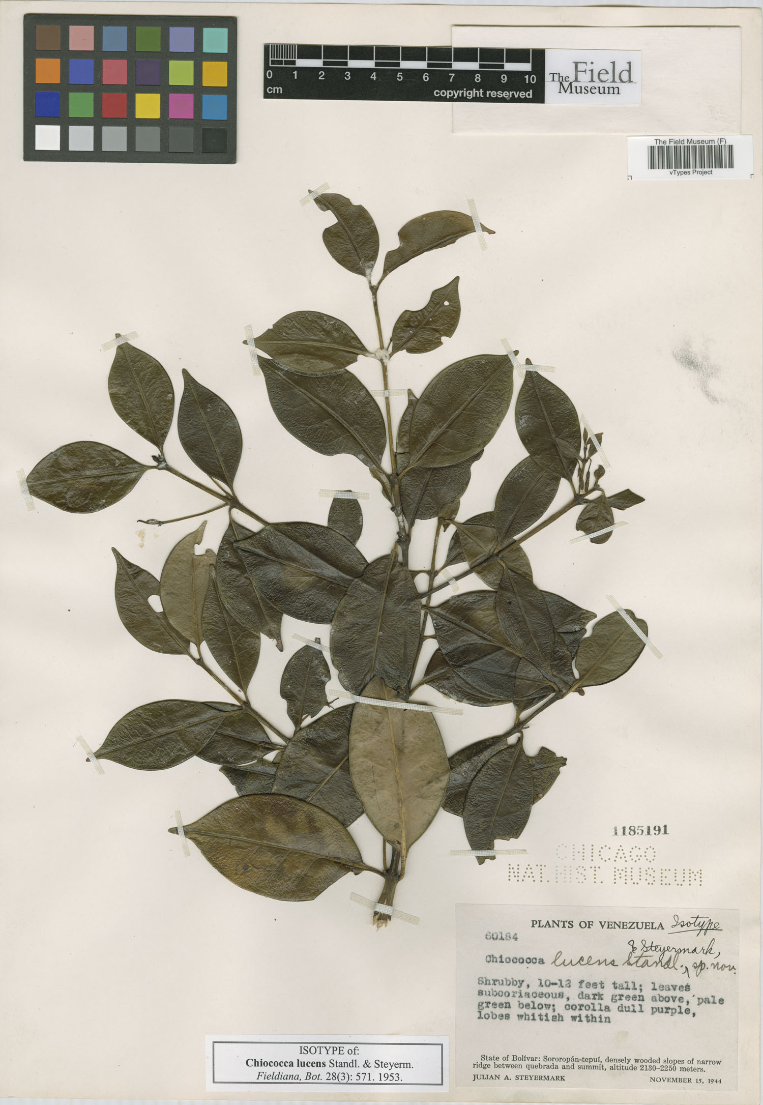Chiococca image