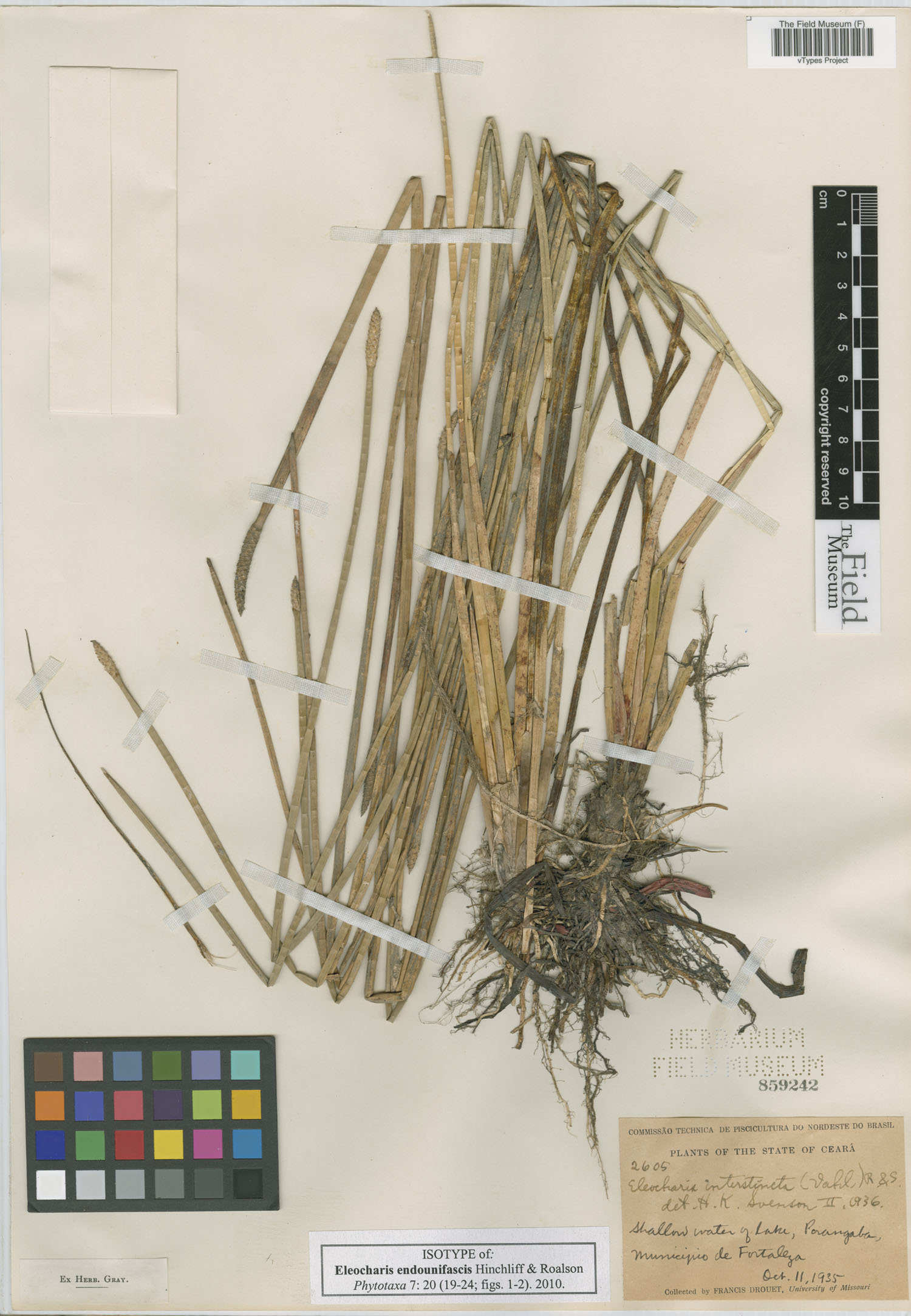 To Field Museum Herbarium (Eleocharis endounifascis Hinchliff & Roalson F859242 isotype 1)