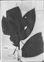 Piper cumbotianum image