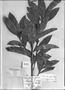 Ocotea densiflora image