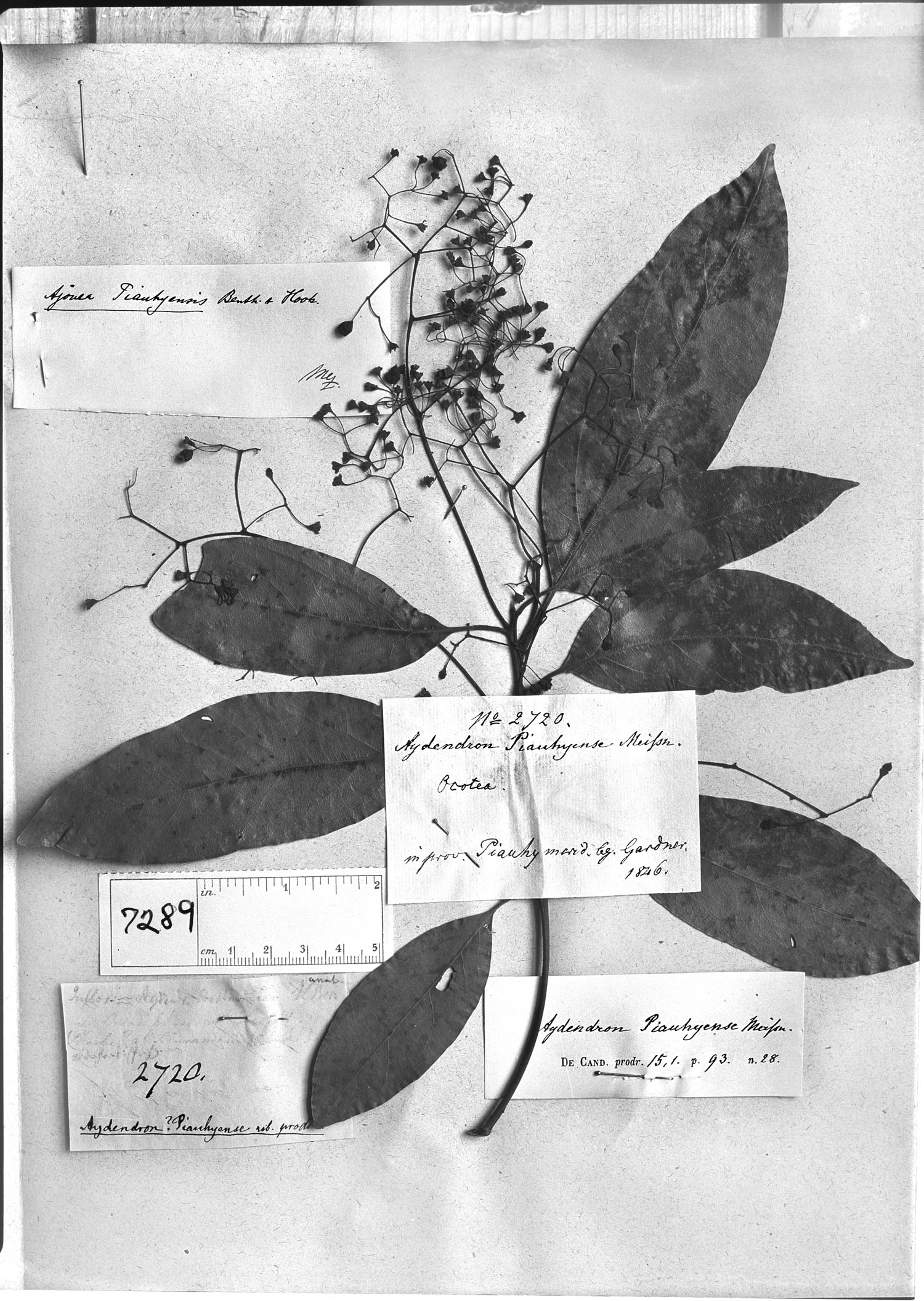 Aiouea image