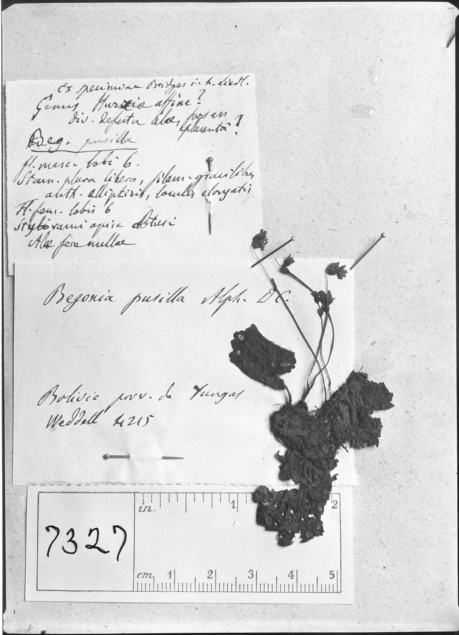 Begonia pleiopetala image