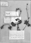 Begonia geraniifolia image
