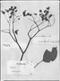 Begonia holtonis image