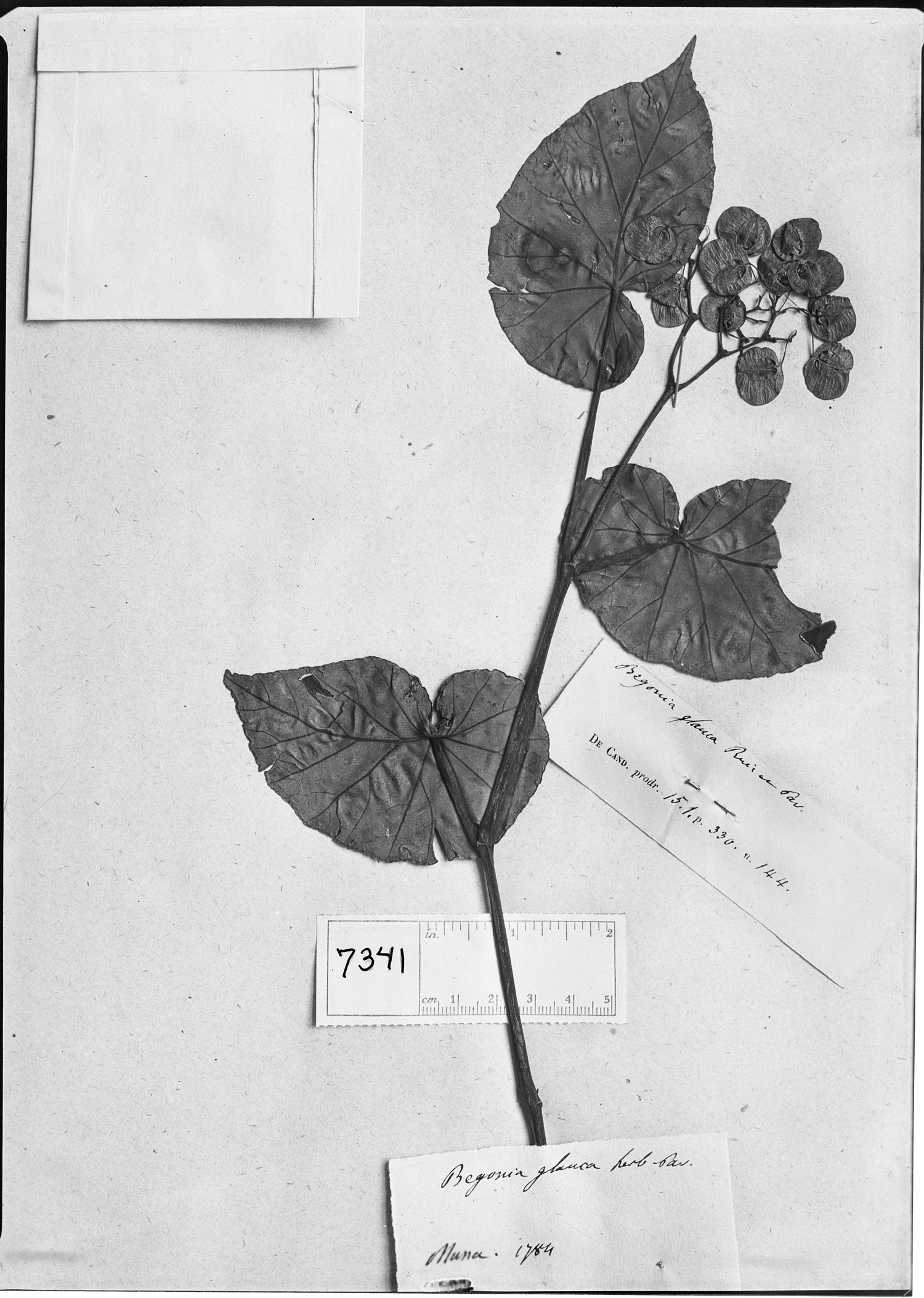Begonia glauca image