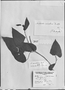 Aristolochia odoratissima image