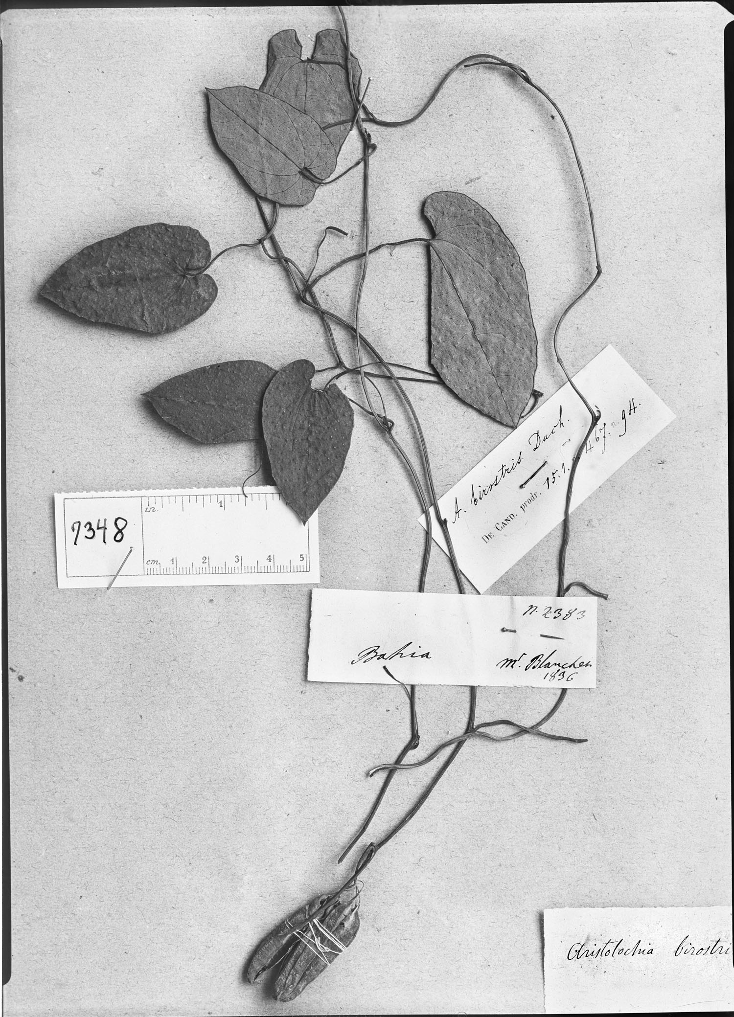 Aristolochia birostris image