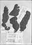 Aristolochia nummularifolia image