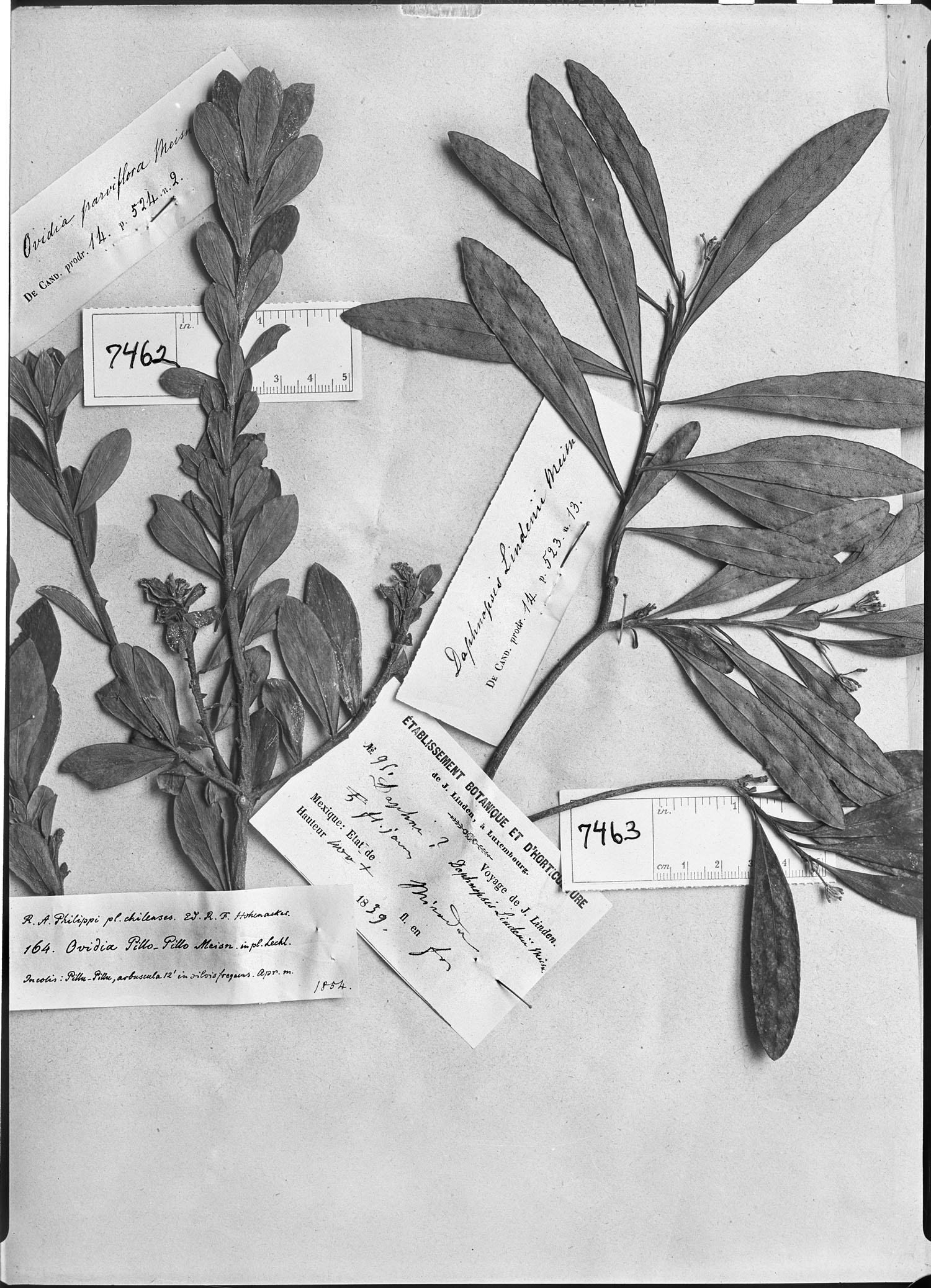 Daphnopsis americana subsp. americana image