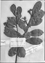 Daphnopsis caracasana image