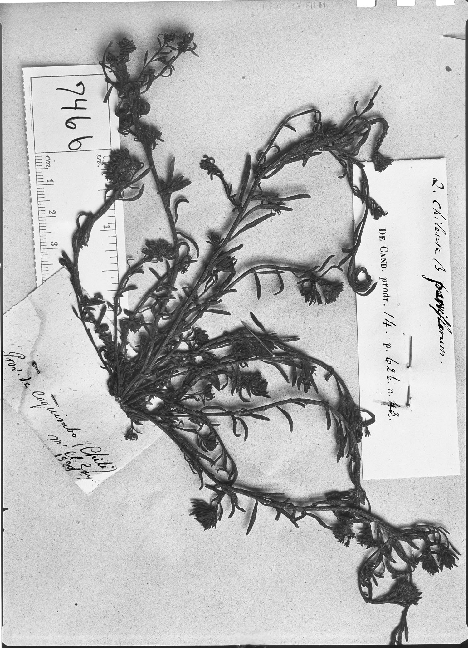 Quinchamalium chilense var. parviflorum image