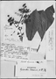 Geissanthus peruvianus image