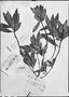 Myrsine coriacea subsp. coriacea image