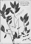 Chrysophyllum rufum image