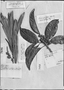 Pouteria grandiflora image
