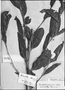 Chrysophyllum flexuosum image