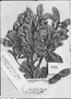 Chrysophyllum marginatum subsp. marginatum image