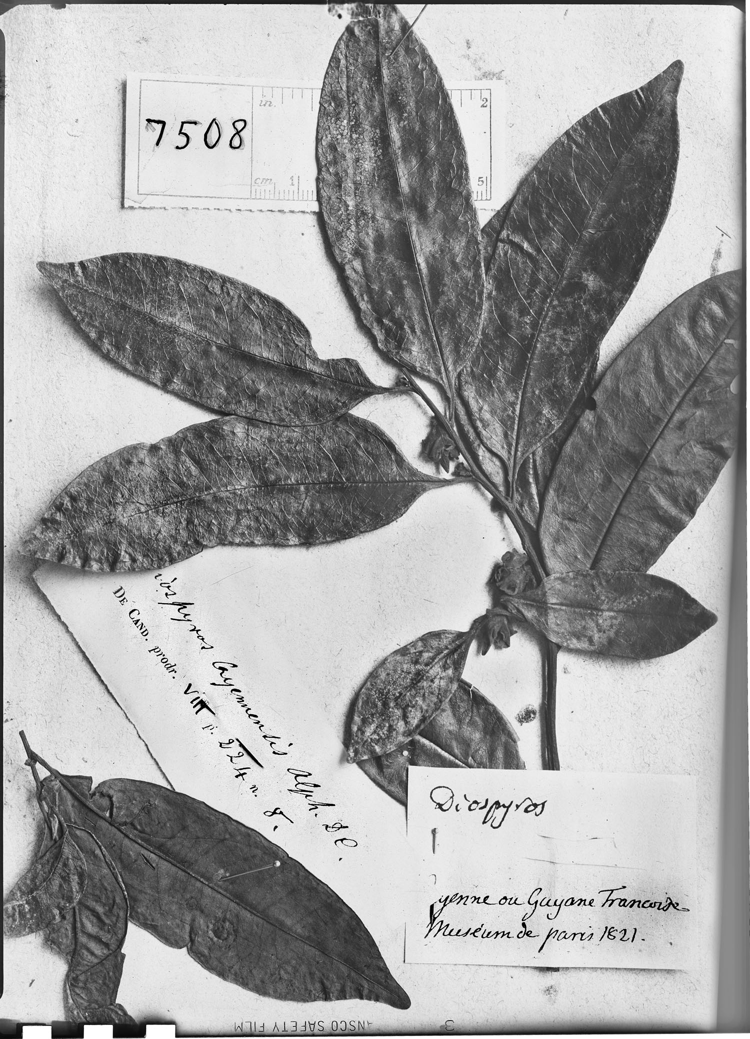 Diospyros cayennensis image