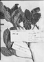 Symplocos platyphylla image