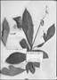 Rauvolfia grandiflora image