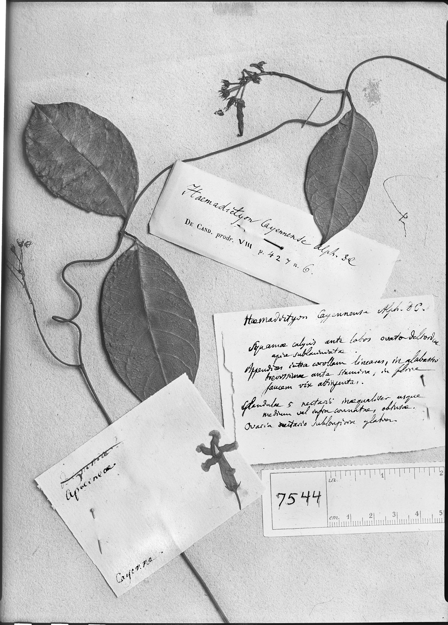 Prestonia cayennensis image