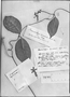 Prestonia cayennensis image