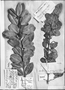 Sideroxylon obtusifolium subsp. obtusifolium image