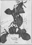 Ruprechtia laxiflora image