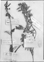 Diplolepis pachyphylla image
