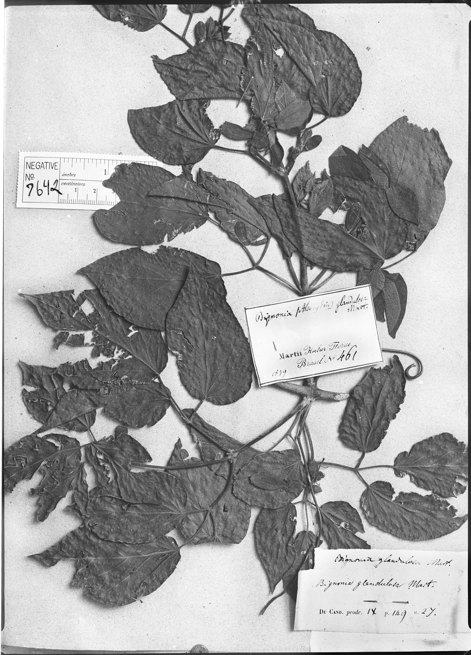 Bignonia glandulosa image