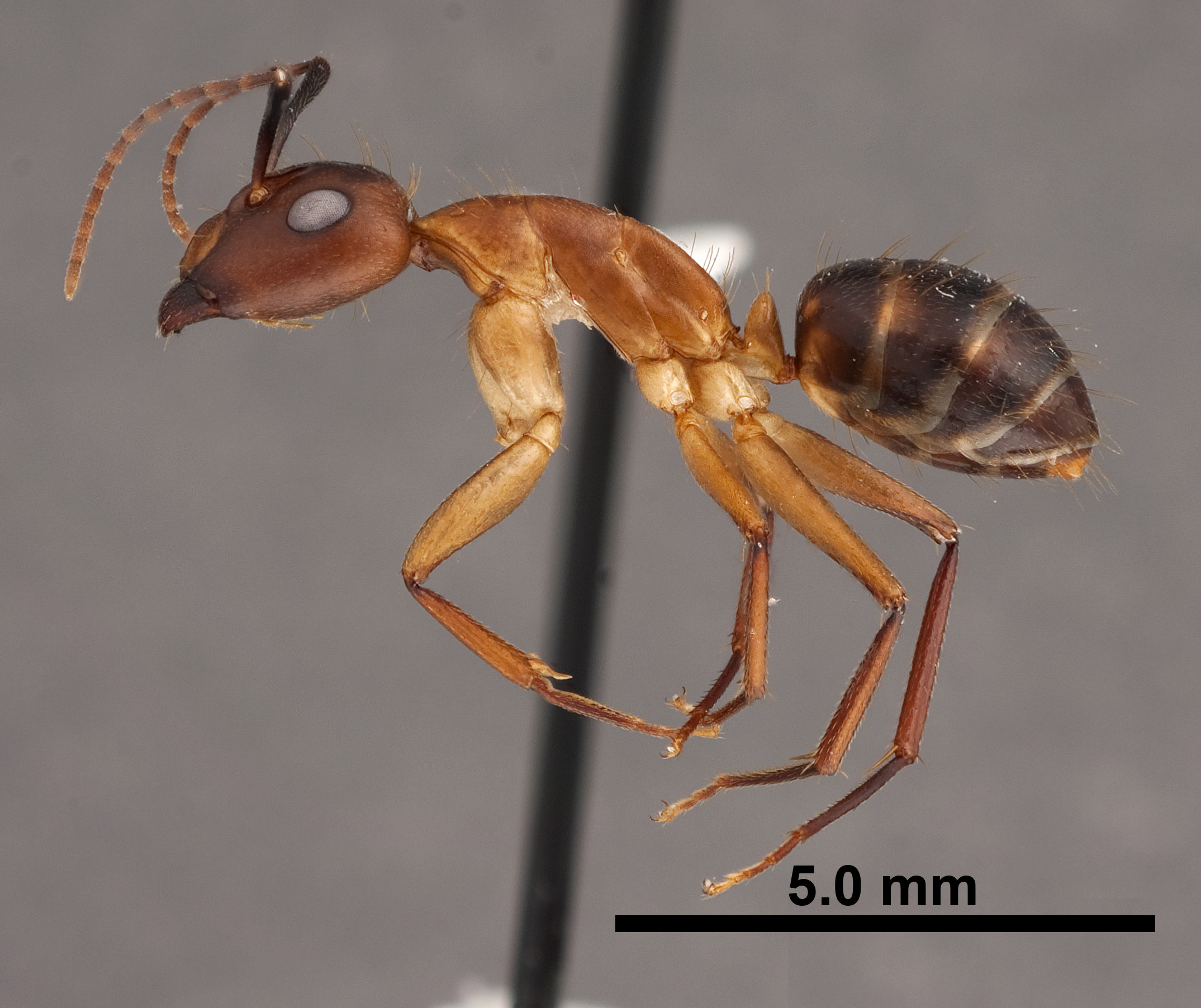 Camponotus tortuganus image