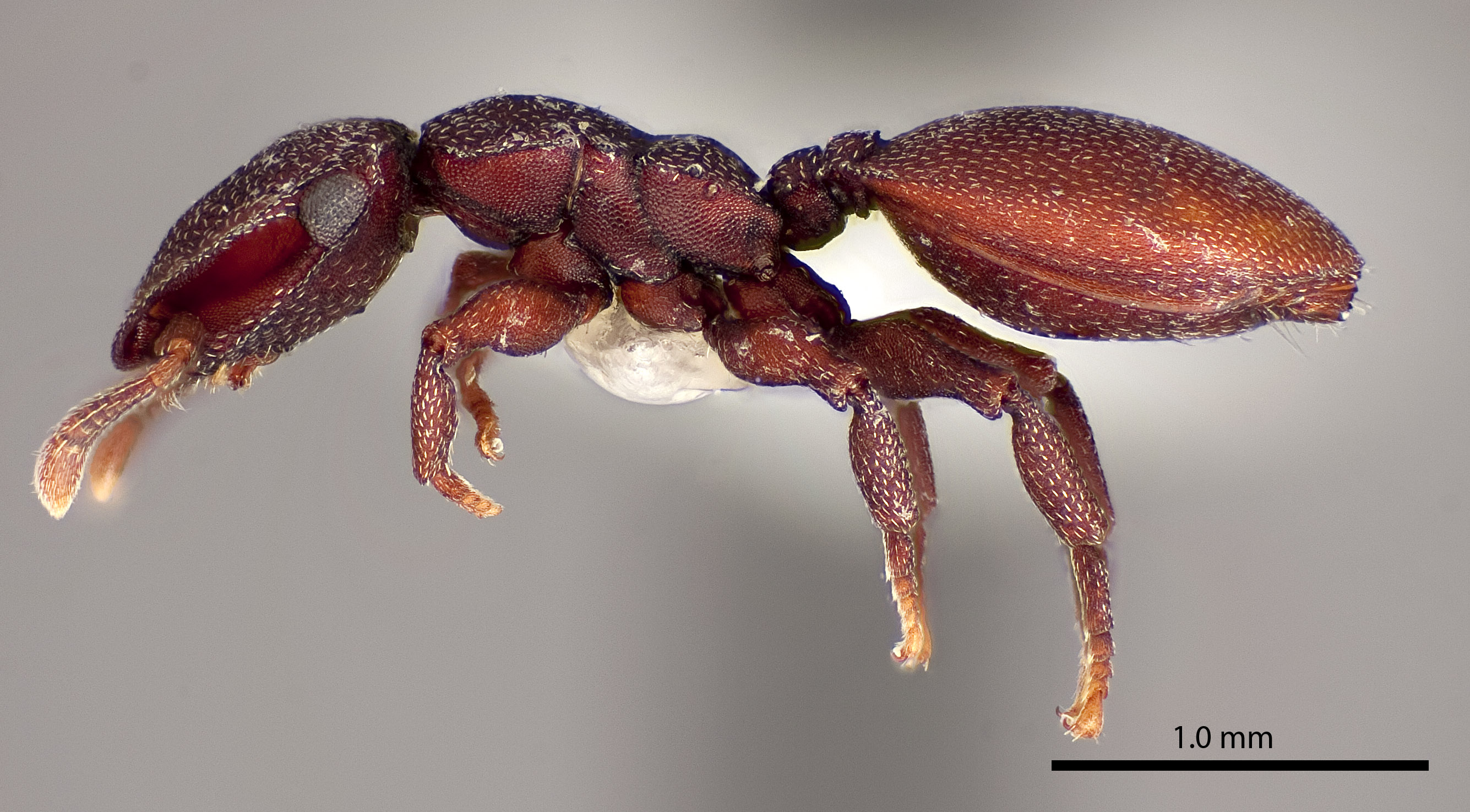 Cephalotes Varians (Smith, 1876)