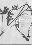 Argylia potentillifolia image