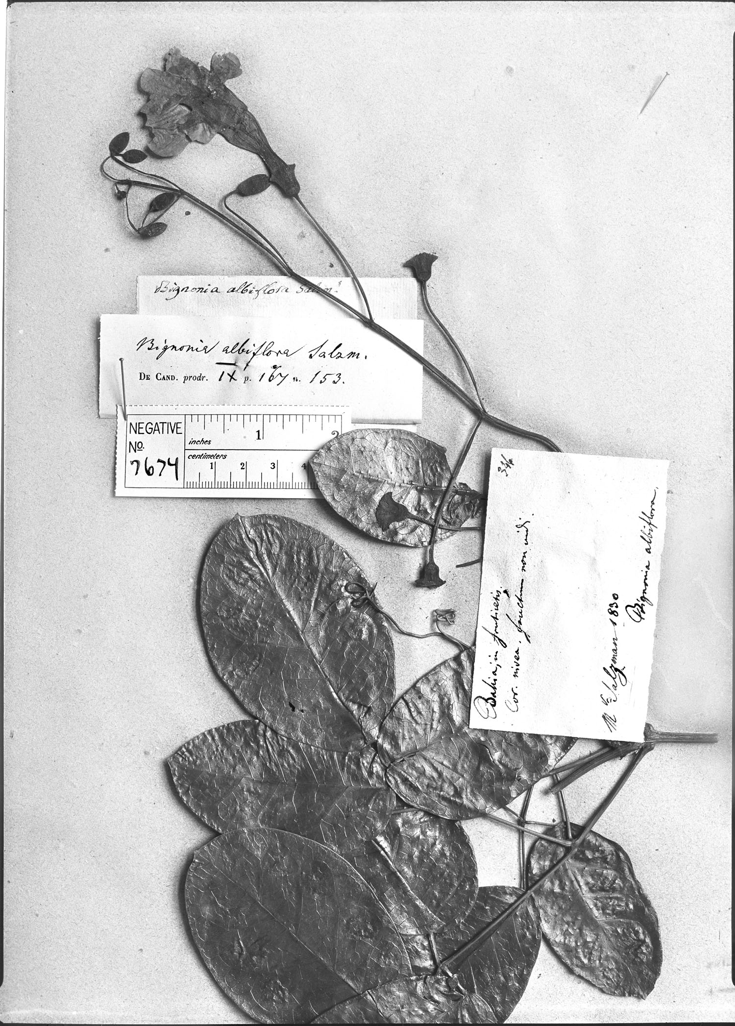 Pleonotoma albiflora image