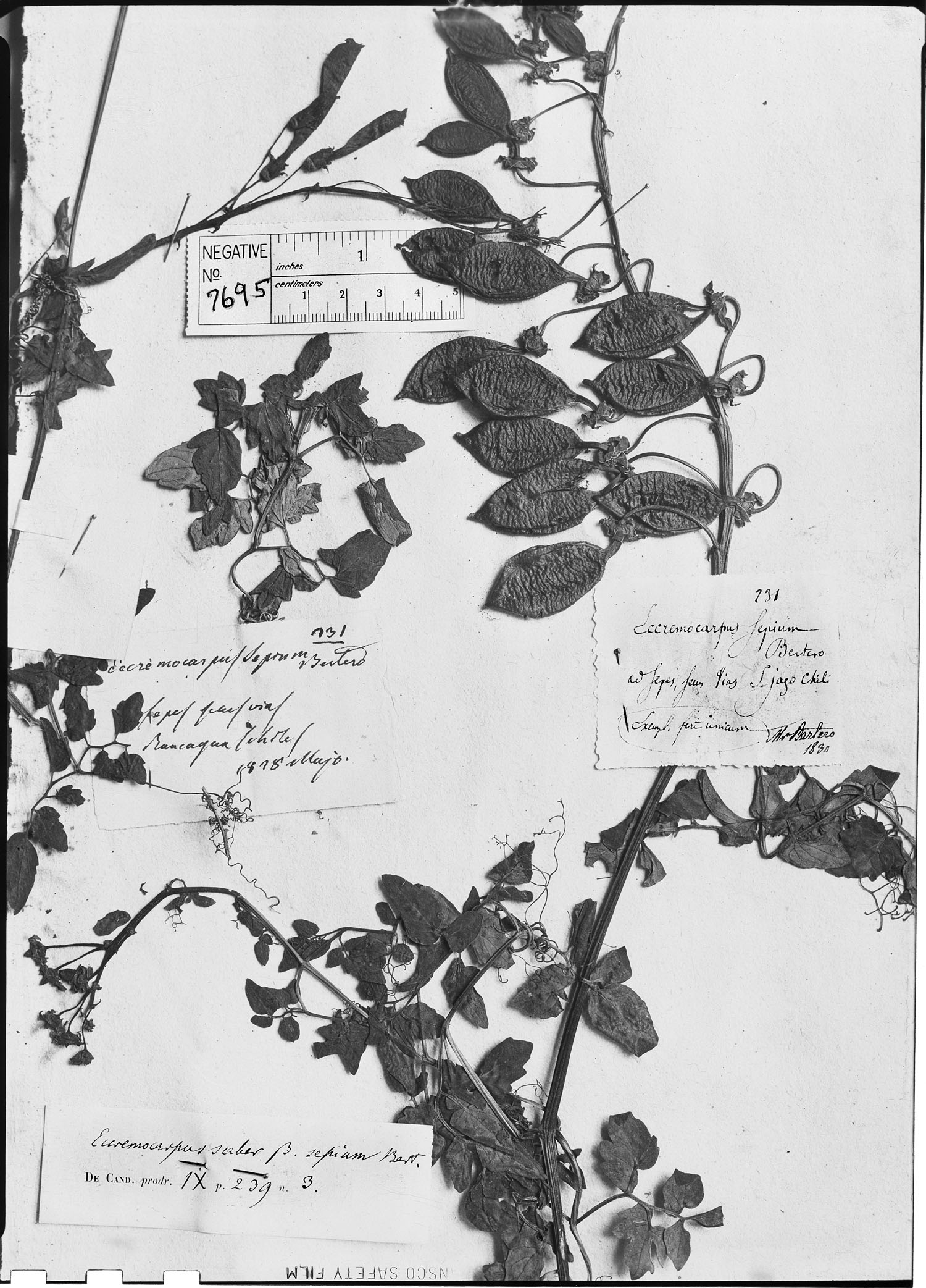Eccremocarpus scaber var. sepium image