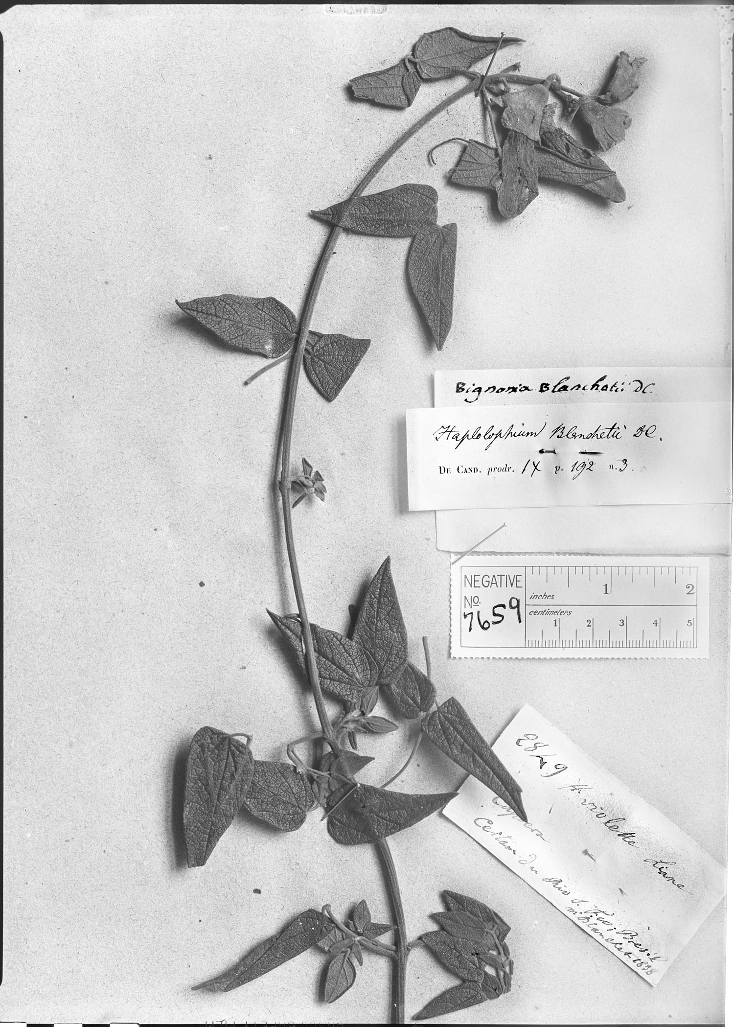Amphilophium blanchetii image