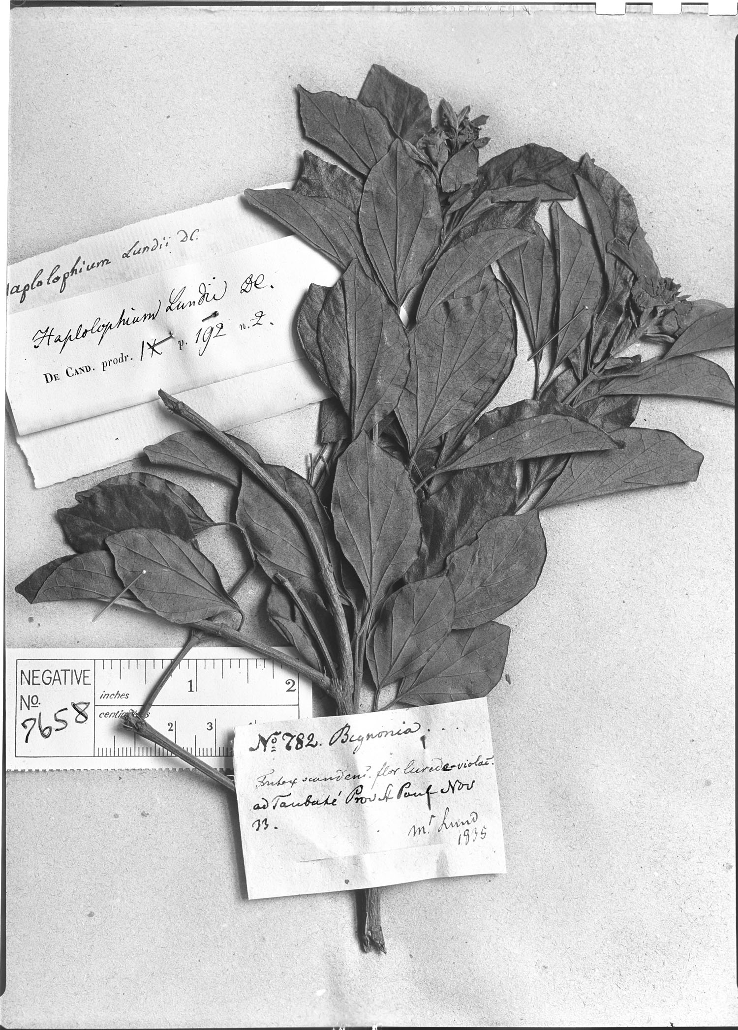 Amphilophium bracteatum image