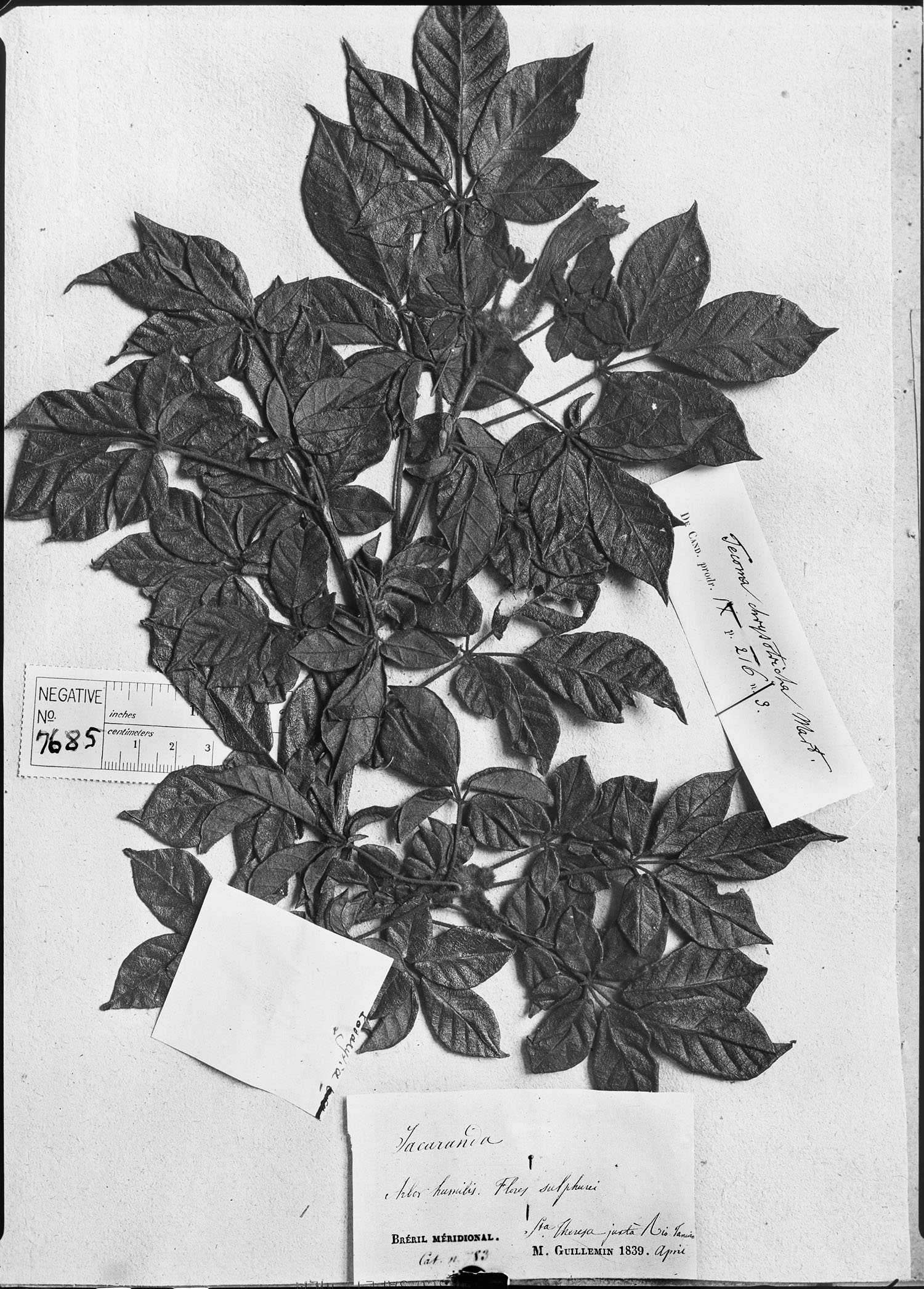 Handroanthus chrysotrichus image