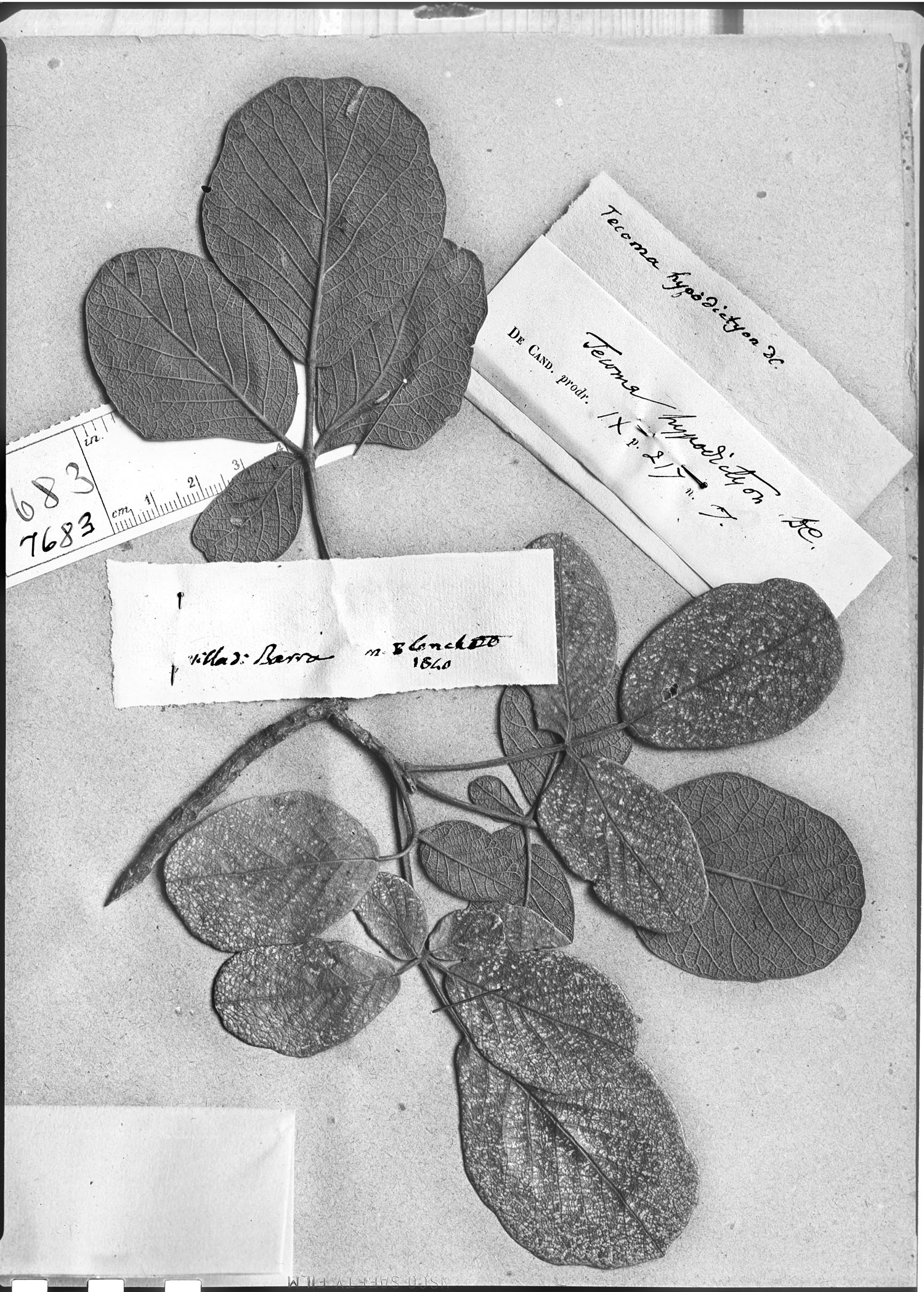 Handroanthus ochraceus subsp. ochraceus image