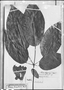 Handroanthus barbatus image