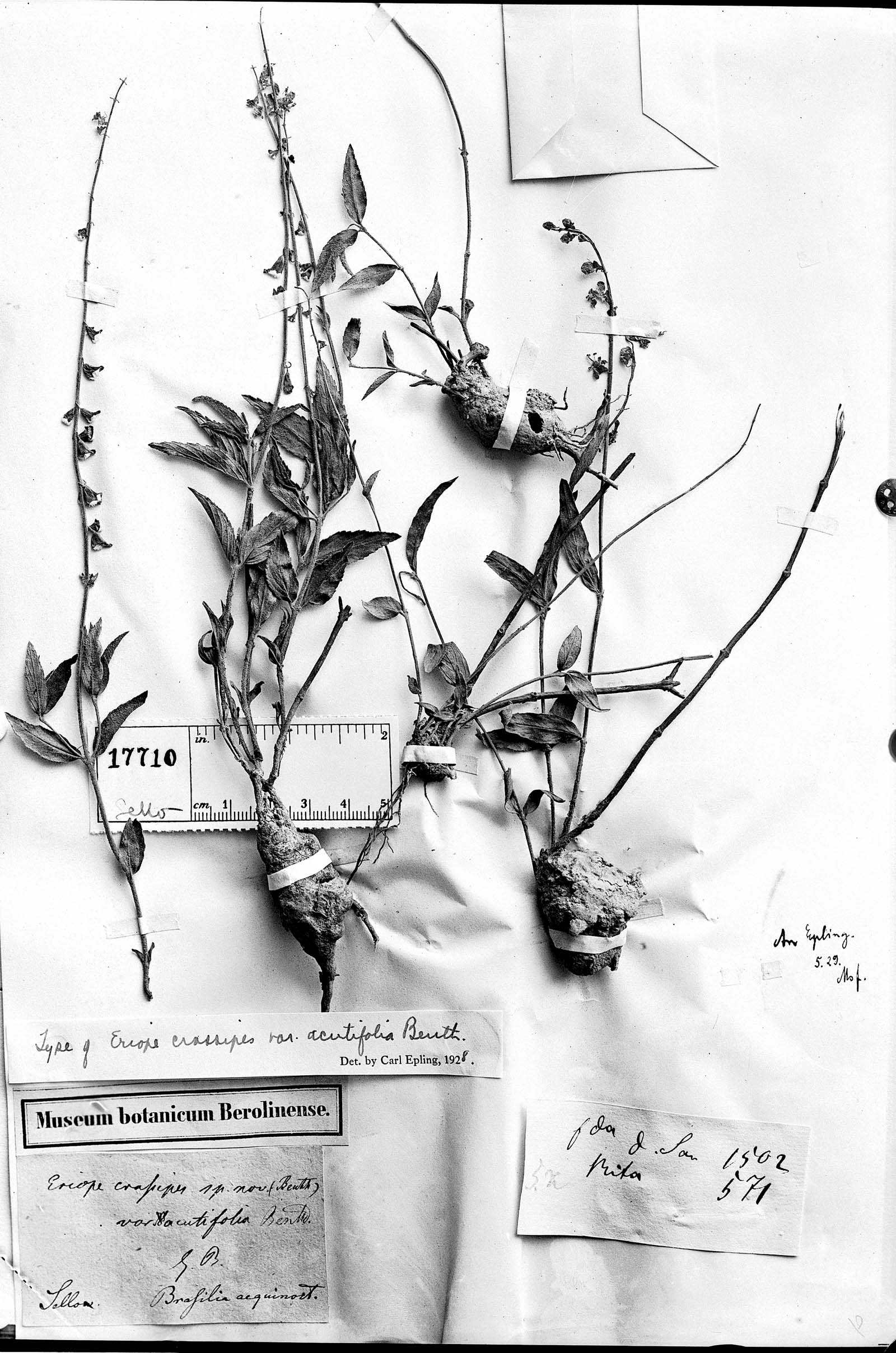 Eriope crassipes subsp. crassipes image