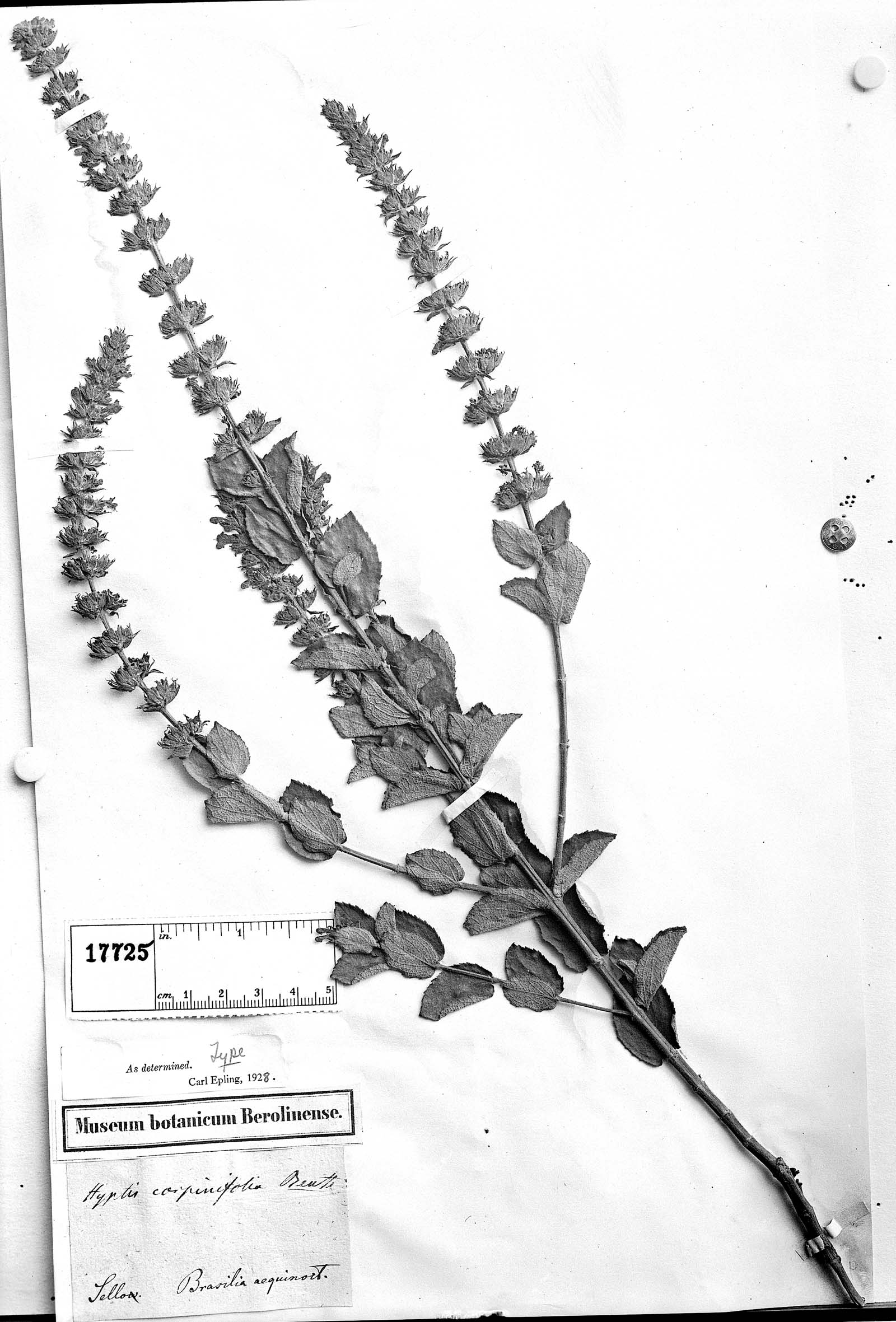 Hyptis carpinifolia image