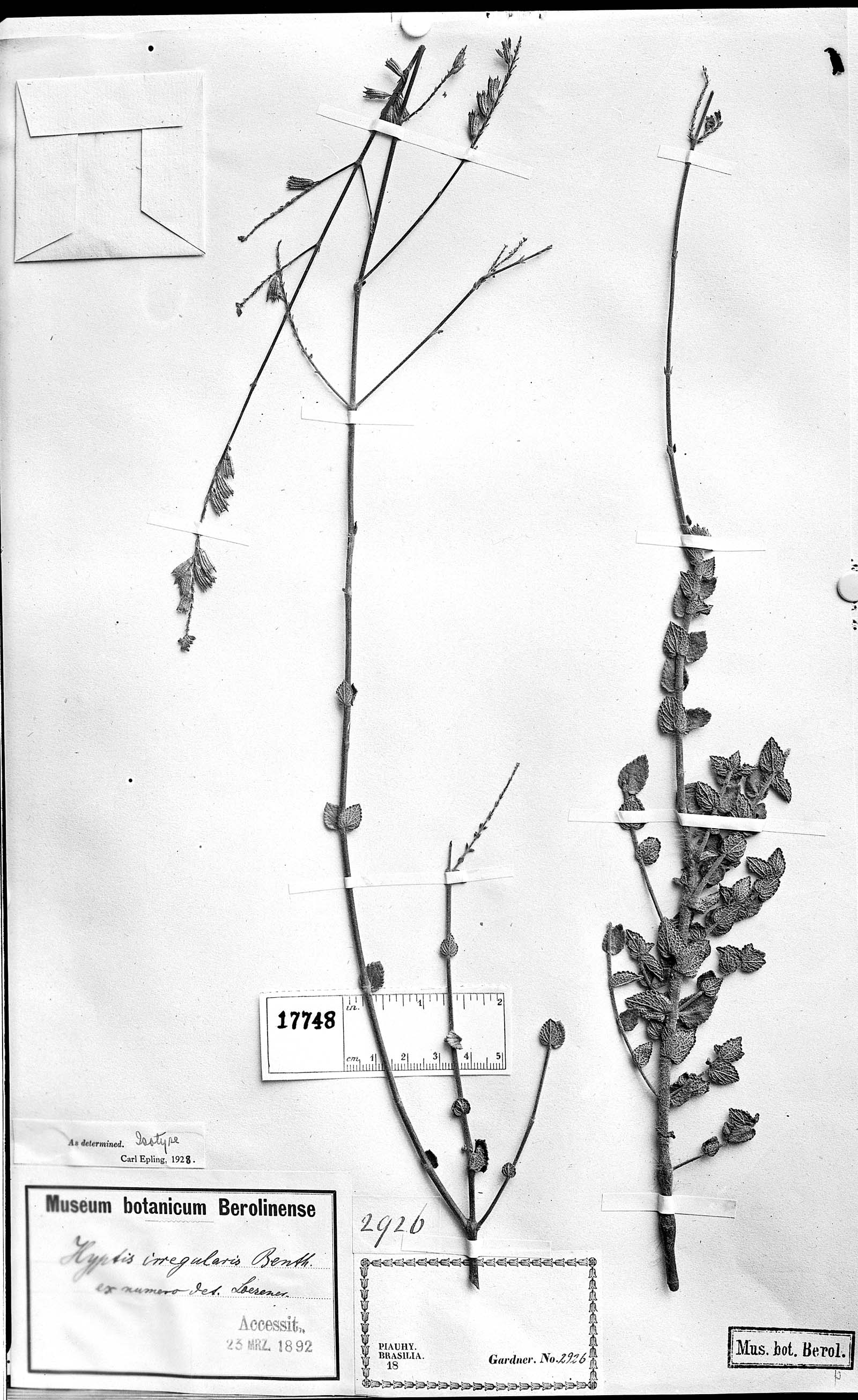 Hypenia irregularis image